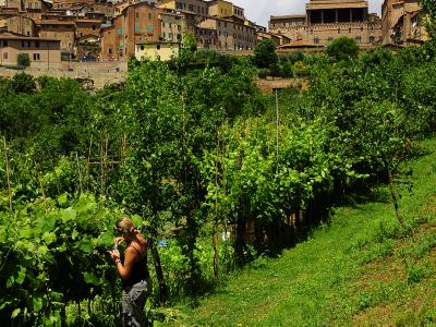 Senarum Vinea - le vigne storiche di Siena